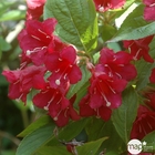 Weigela x 'Red Prince':conteneur 4,5 litres